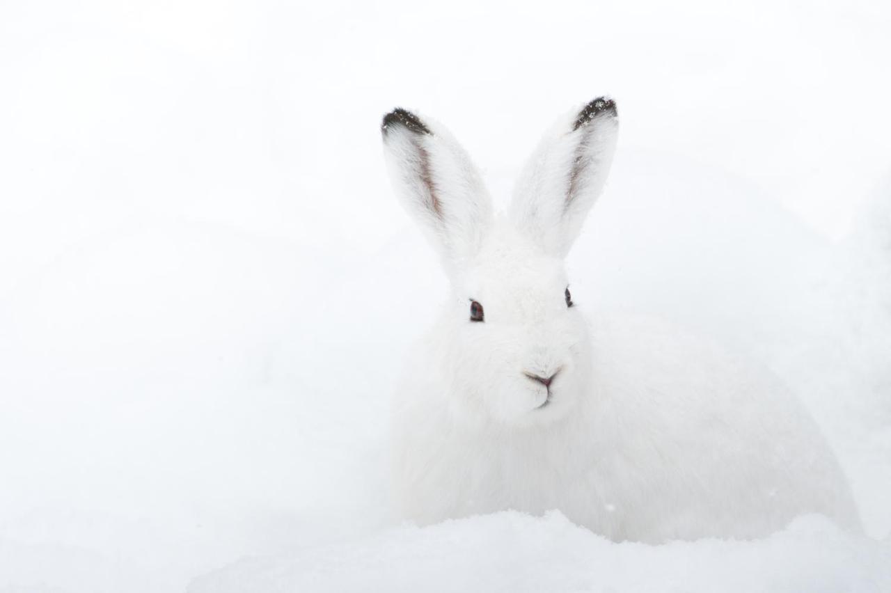 Chalet ?Snow Bunny? Stadl an der Mur Bagian luar foto